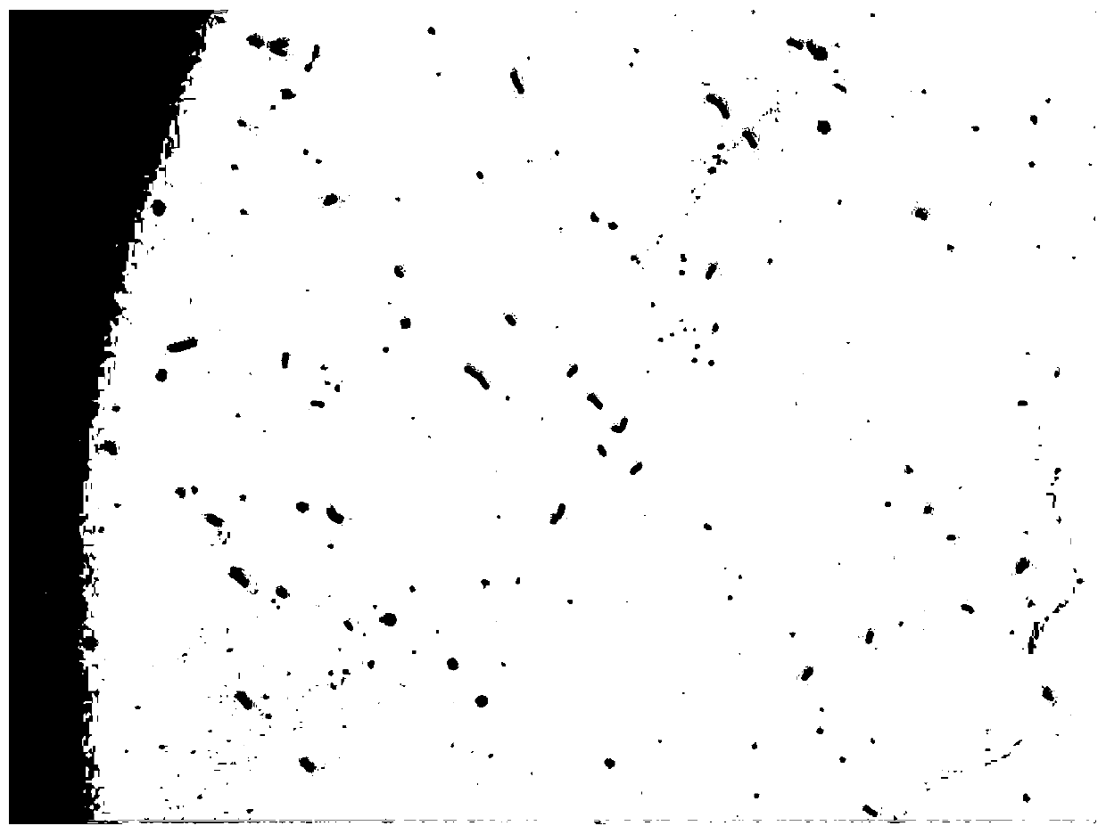 Pear blight antagonistic bacterium, biological bactericide and application thereof