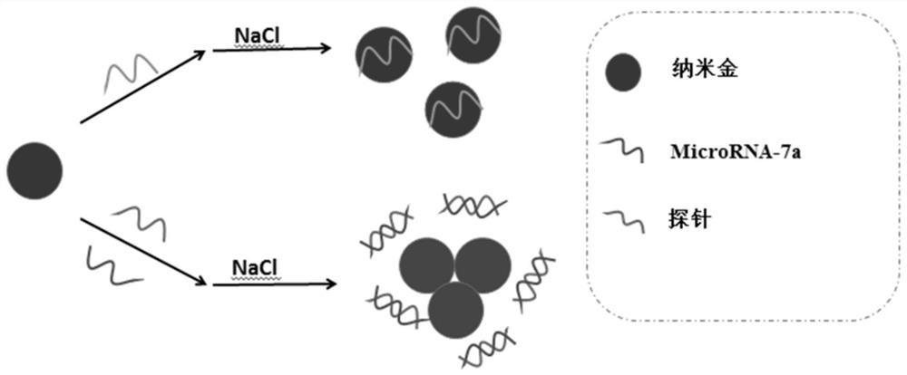 A rapid detection method for microRNA-7a based on nano-gold colorimetry