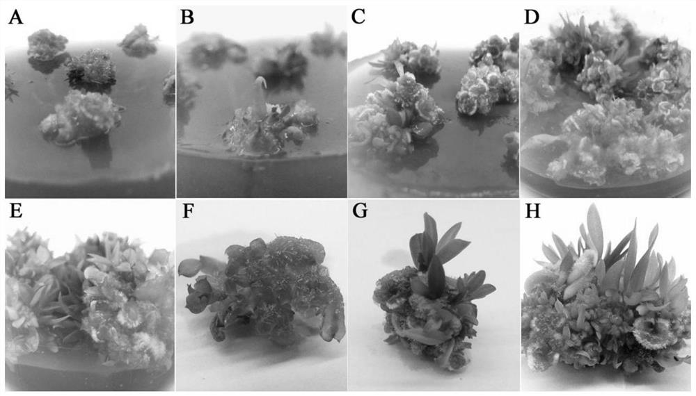 A method for artificial rapid propagation of orchid orchids by using embryogenic callus