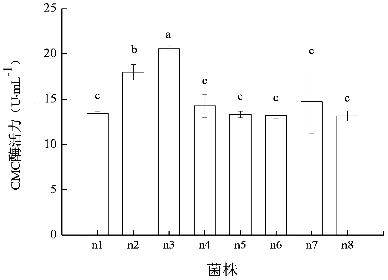 Cellulose degrading bacterium n3 for producing IAA and application thereof