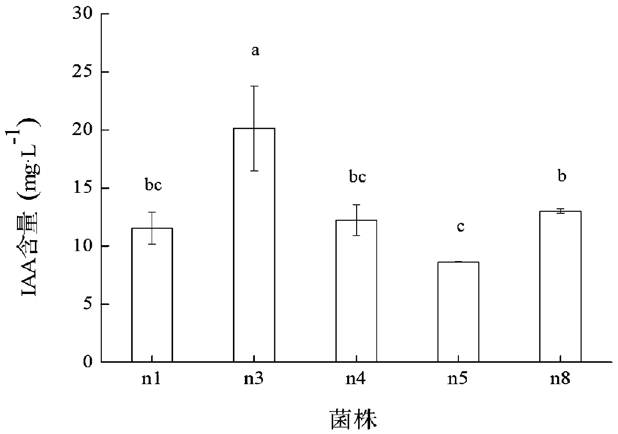 Cellulose degrading bacterium n3 for producing IAA and application thereof