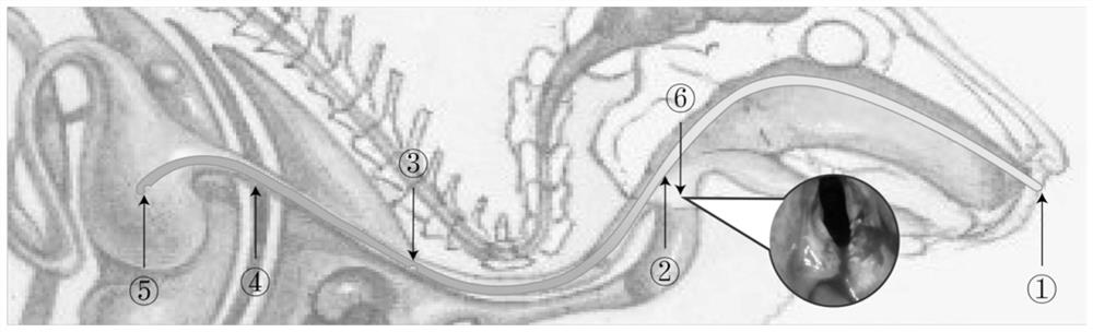 Construction method of throat contact granuloma New Zealand rabbit animal model