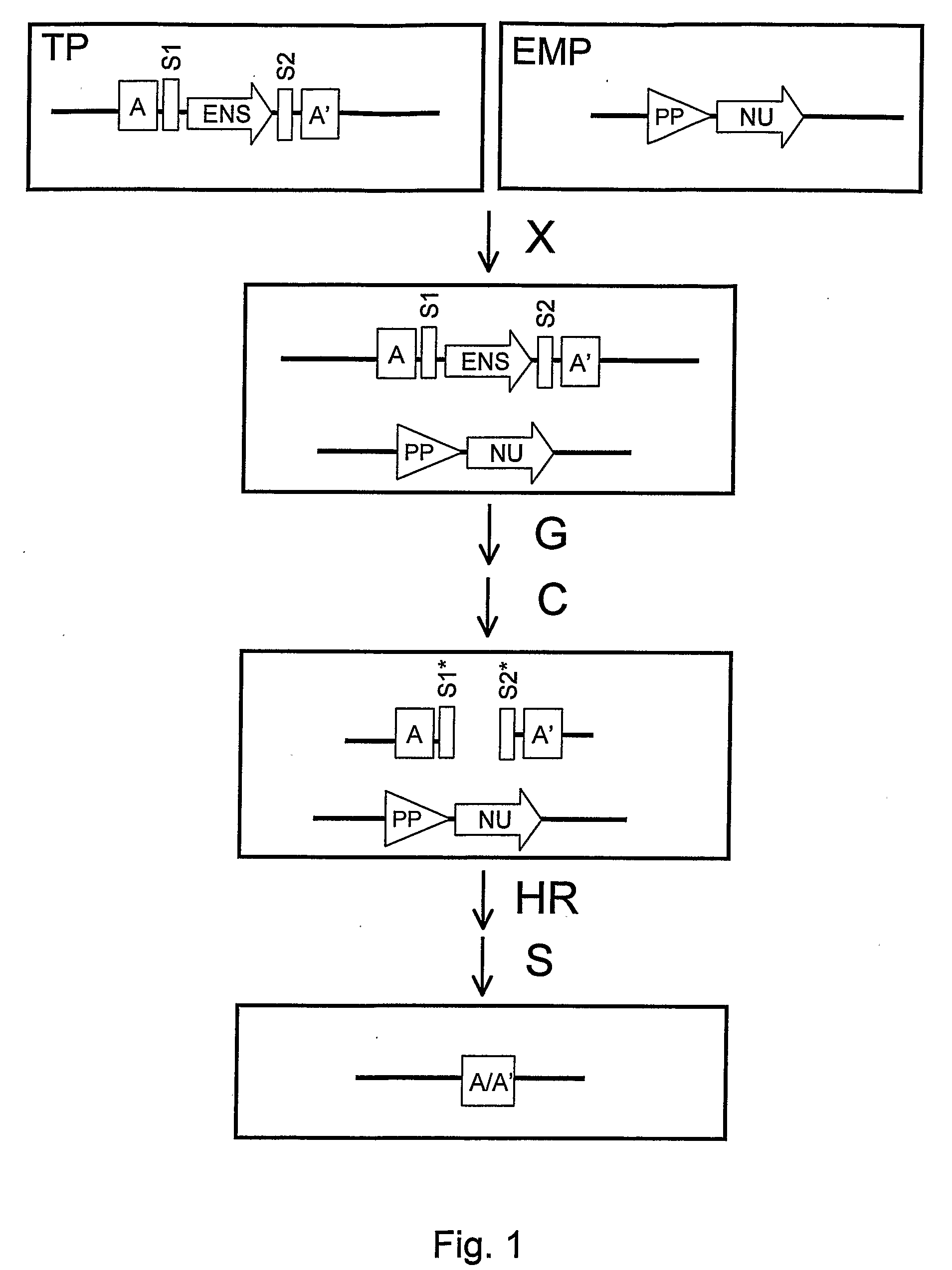 Recombination Cassettes and Methods For Sequence Excision in Plants