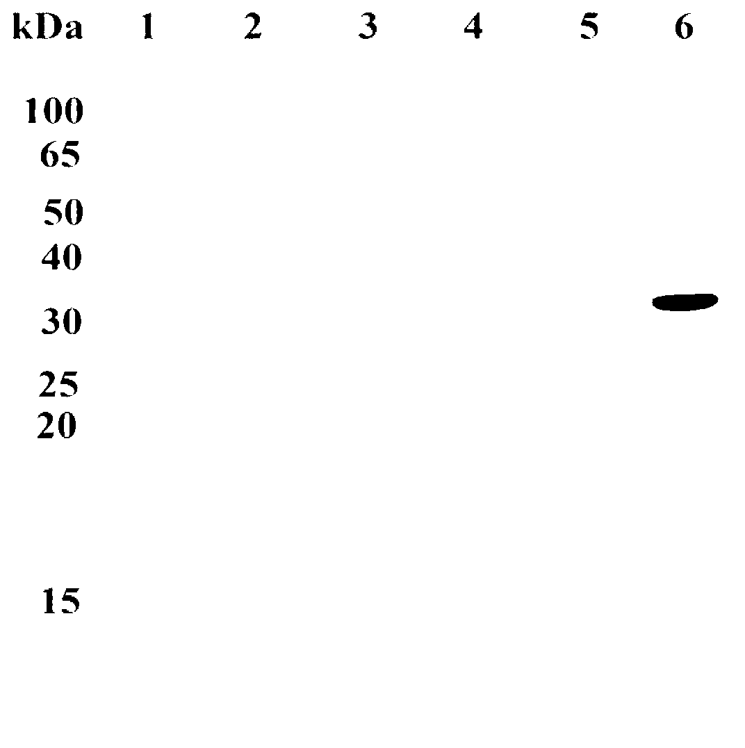 Preparation and application of African clawed frog proliferation induction ligand TNFSF13 gene and protein