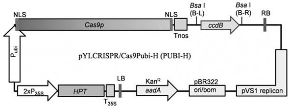 Method and Application of Grg1 Gene for Improving the Plant Type of Bamboo Bamboo