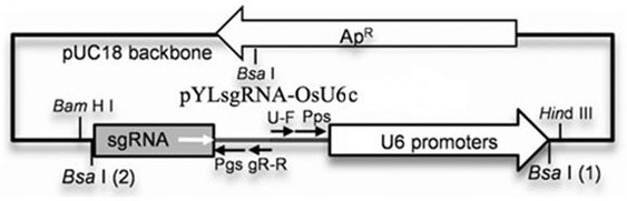 Method and Application of Grg1 Gene for Improving the Plant Type of Bamboo Bamboo