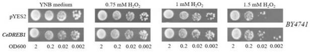 A kind of casuarina gene cedreb1 and its application