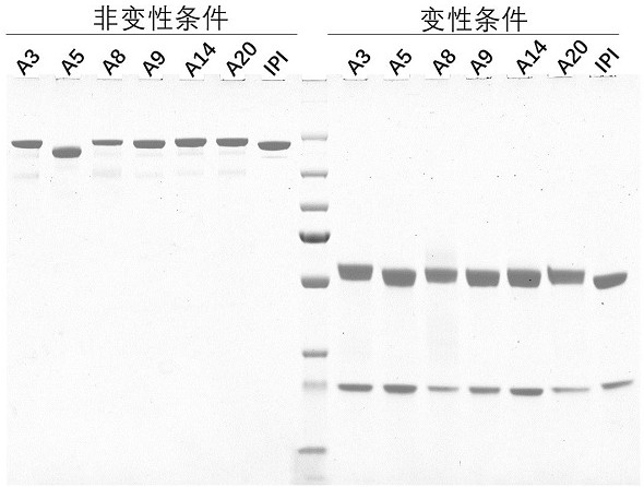 A kind of antidrug antibody combined with coronavirus bispecific antibody and preparation method and application thereof