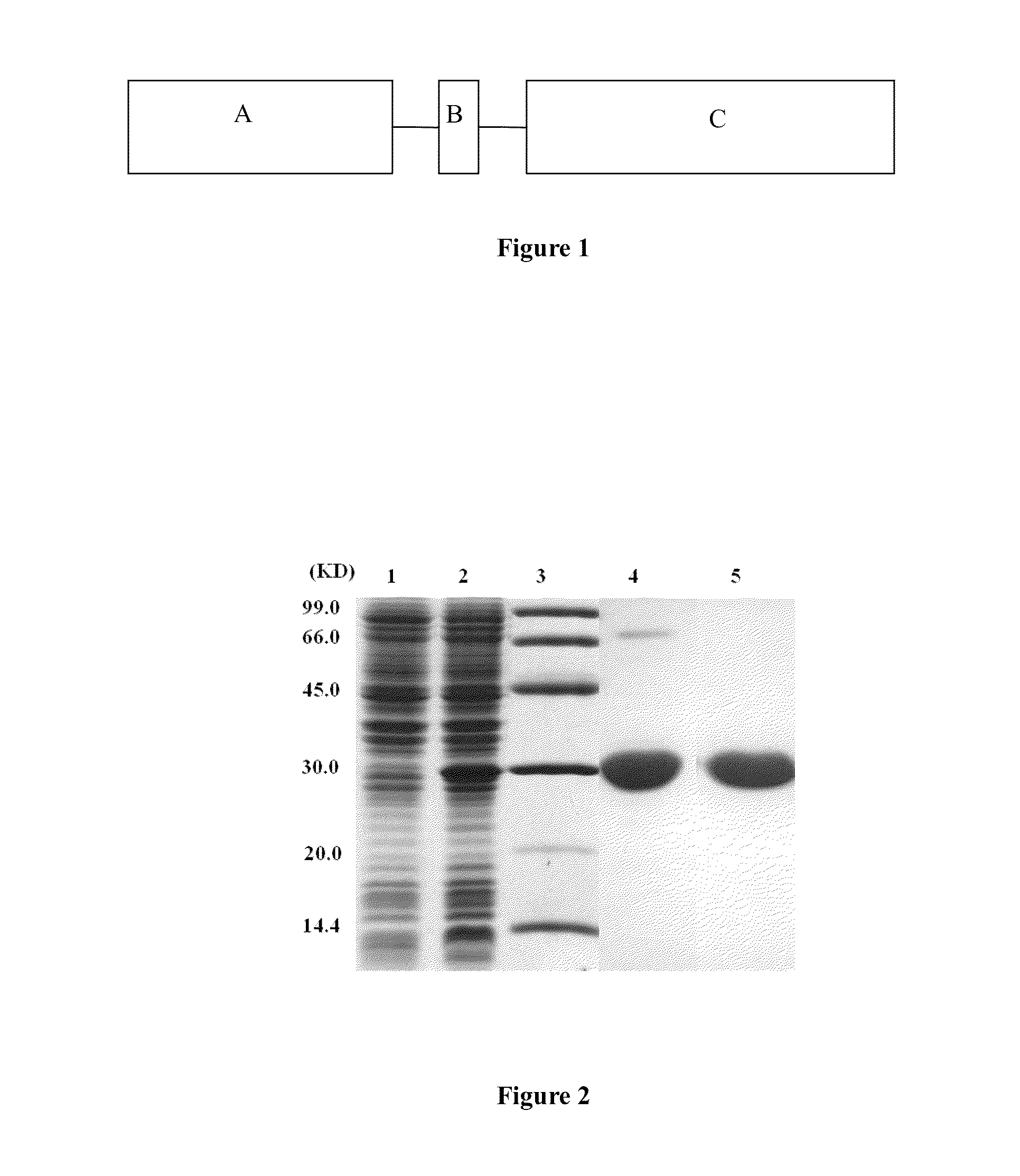 Therapeutic TRAIL fusion protein and preparation and use thereof