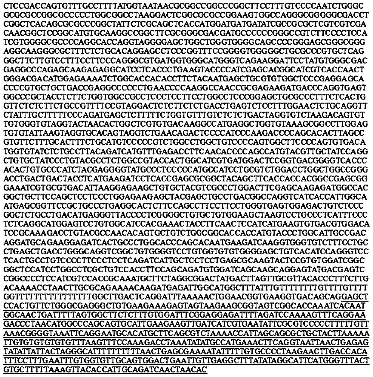 DNA molecular weight standard suitable for brittle X syndrome southern blot hybridization detection