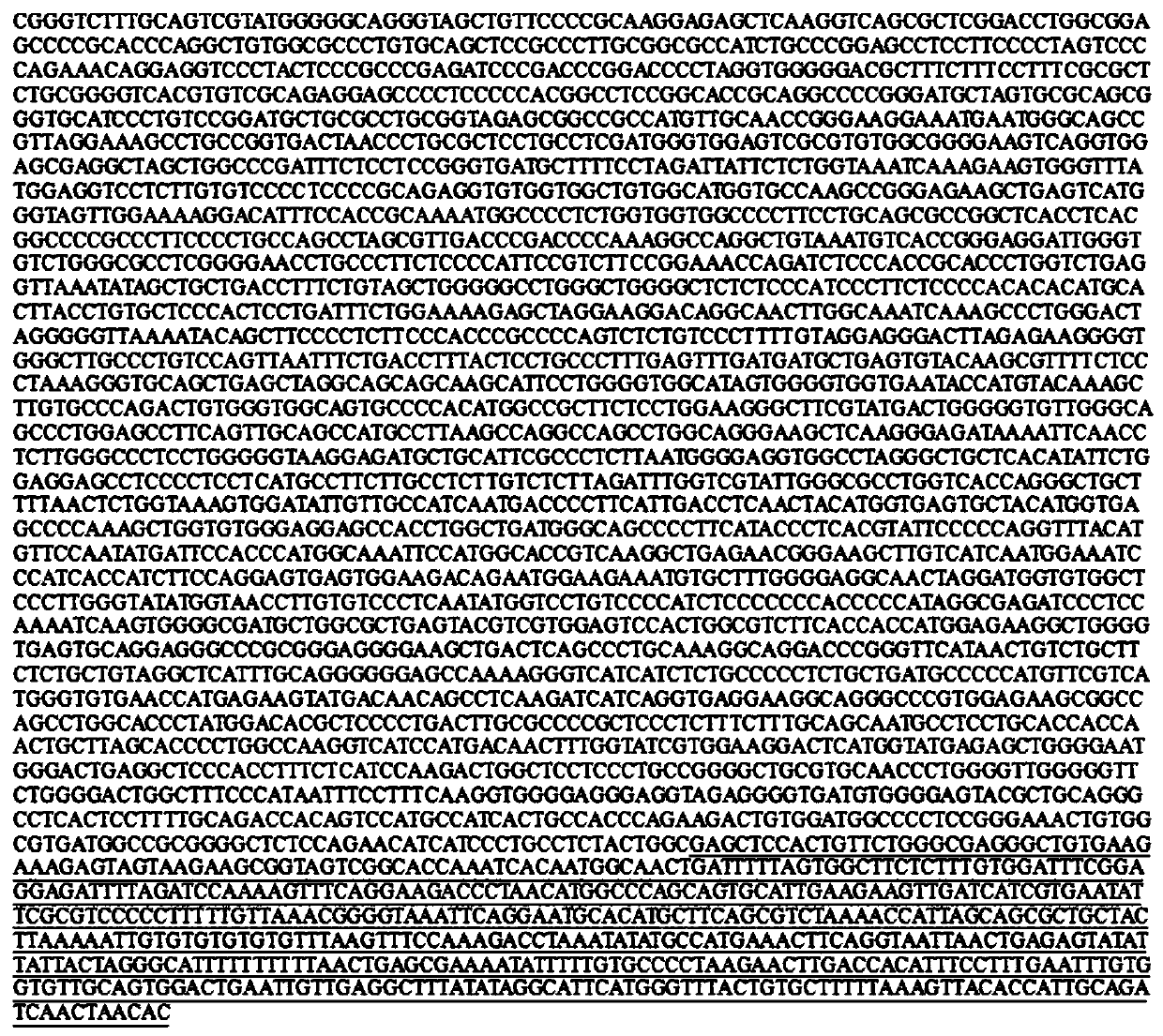 DNA molecular weight standard suitable for brittle X syndrome southern blot hybridization detection