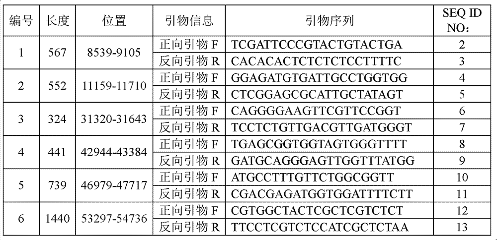 Nucleic acid, method for identifying pathotype of fungus strain and kit