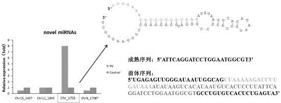 Rotavirus-encoded small RNA molecule regulating self proliferation