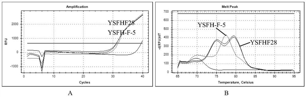 Kit for detecting Hantaan-type hantavirus and detection method thereof