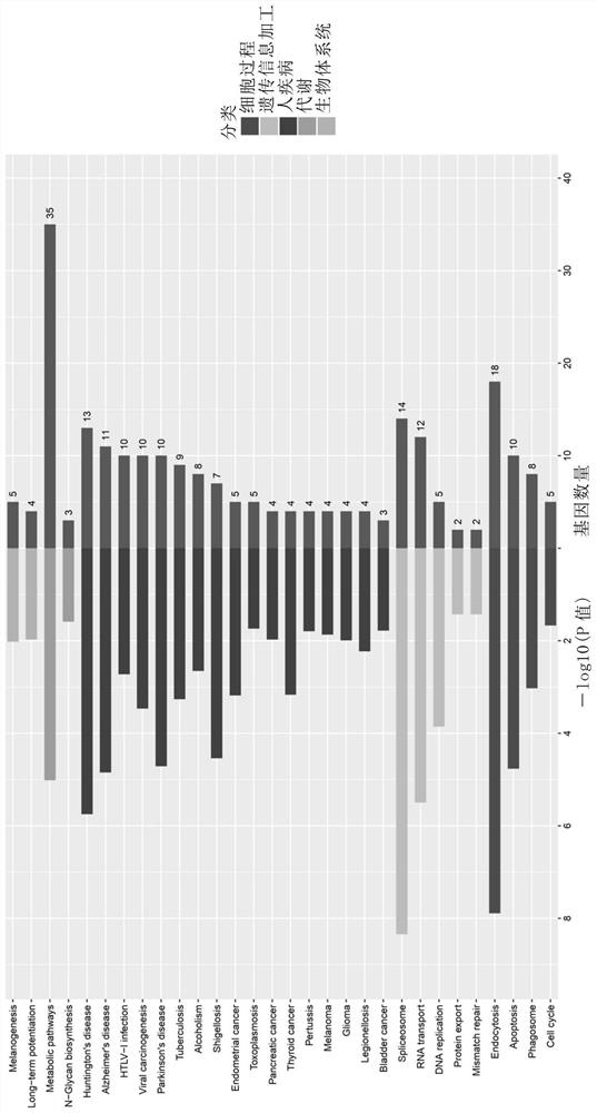 Bitterness receptor agonist and application thereof in prevention and treatment of SARS-CoV-2 related infectious diseases