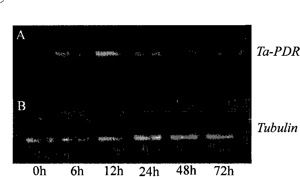 Wheat PDR type ABC transfer protein gene and encoded protein thereof