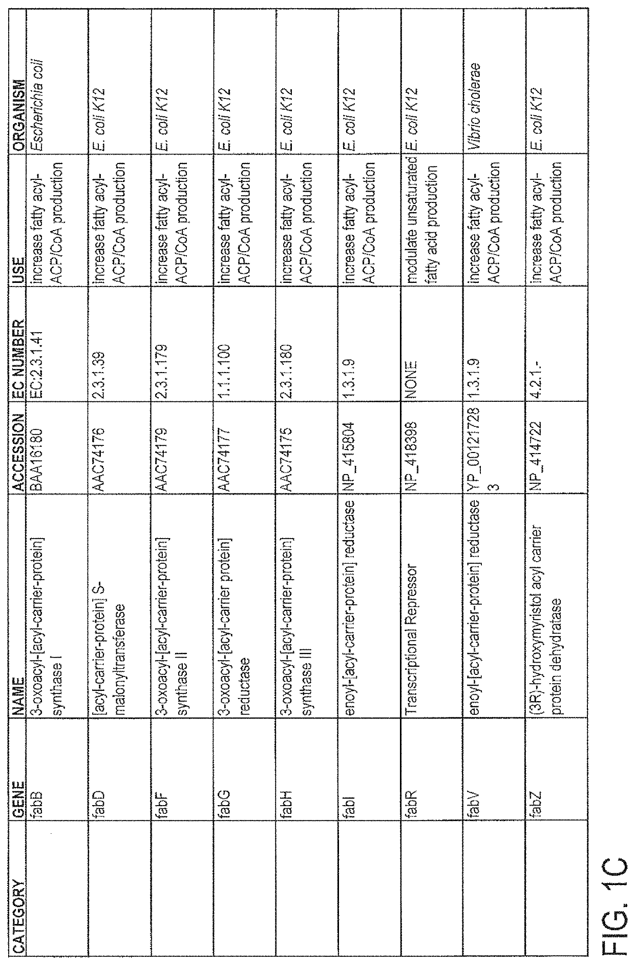 Methods and compositions for improved production of fatty acids and derivatives thereof