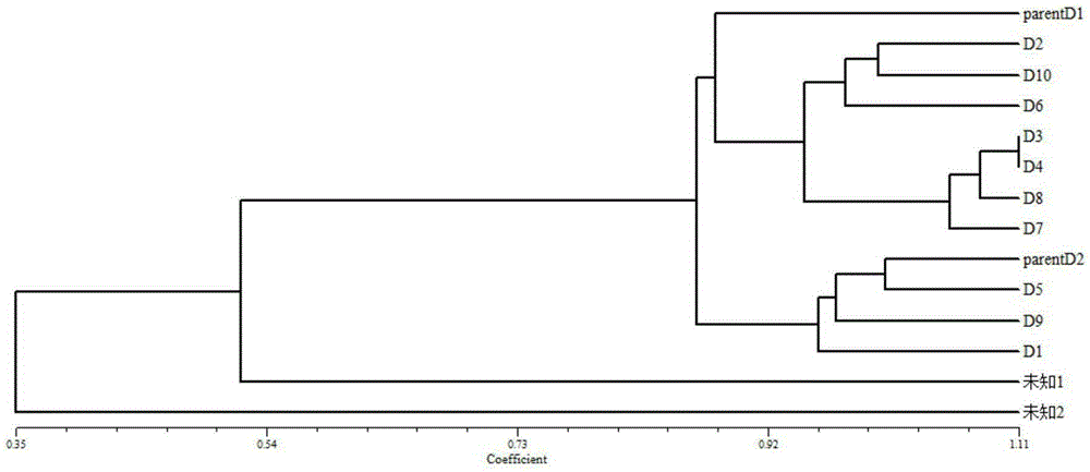 Method for identifying odontobulis mpotamophila family
