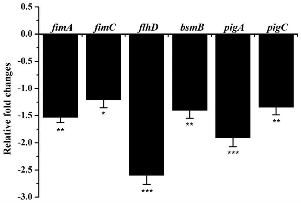 Application of pelargonidin 3-O-rutinoside in preparation of drug for resisting serratia marcescens infection