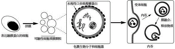 Cell membrane particle expressing parafusin and preparation and application of particle