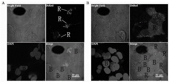 Cell membrane particle expressing parafusin and preparation and application of particle