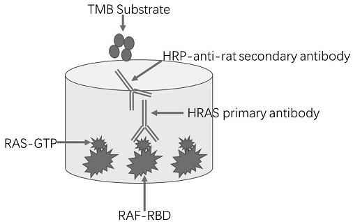 RAS-GTP detection method based on enzyme-linked immunosorbent assay