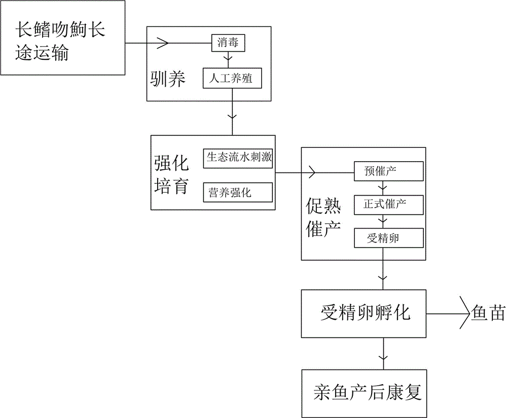 A kind of artificial breeding method of albacore