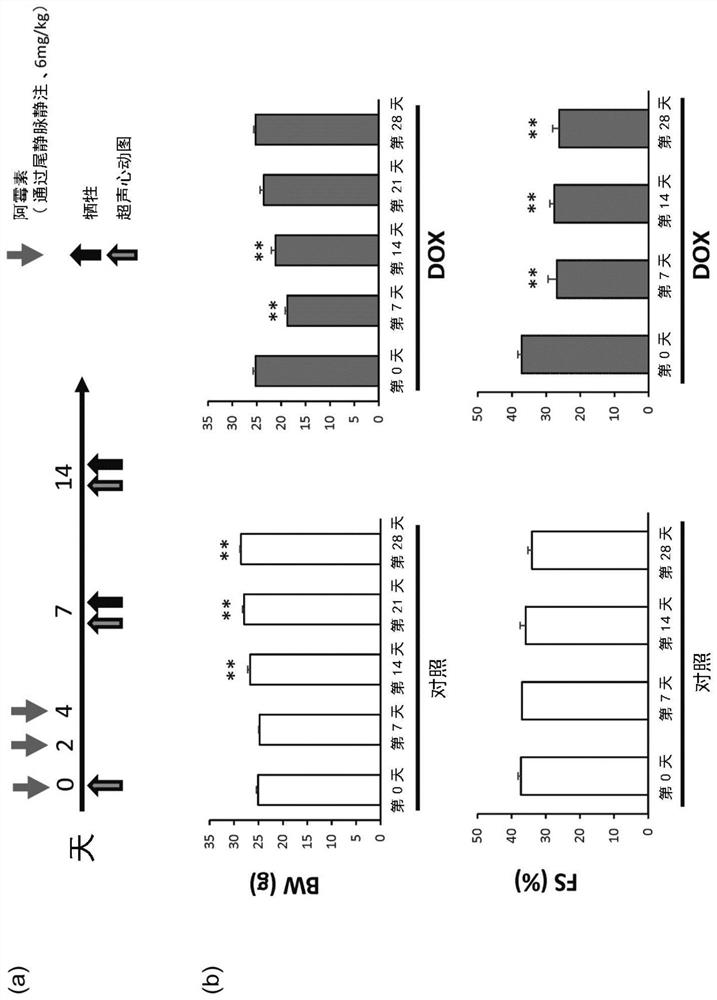 Development of therapy for improving myocardial contraction and method for inhibiting cardiomyocyte death