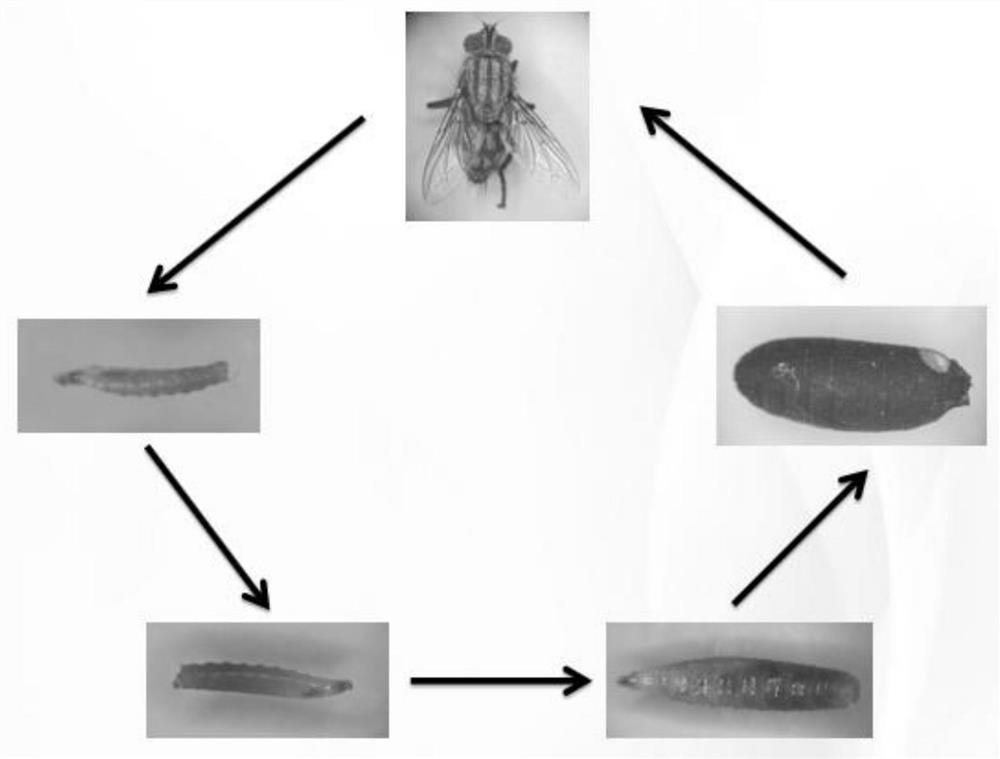 Artificial feed for adult and larva of red-cauda droppa as well as preparation method and artificial feeding method of red-cauda droppa