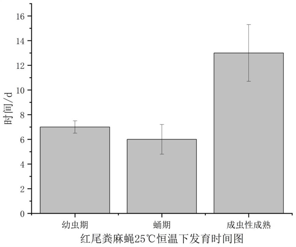 Artificial feed for adult and larva of red-cauda droppa as well as preparation method and artificial feeding method of red-cauda droppa