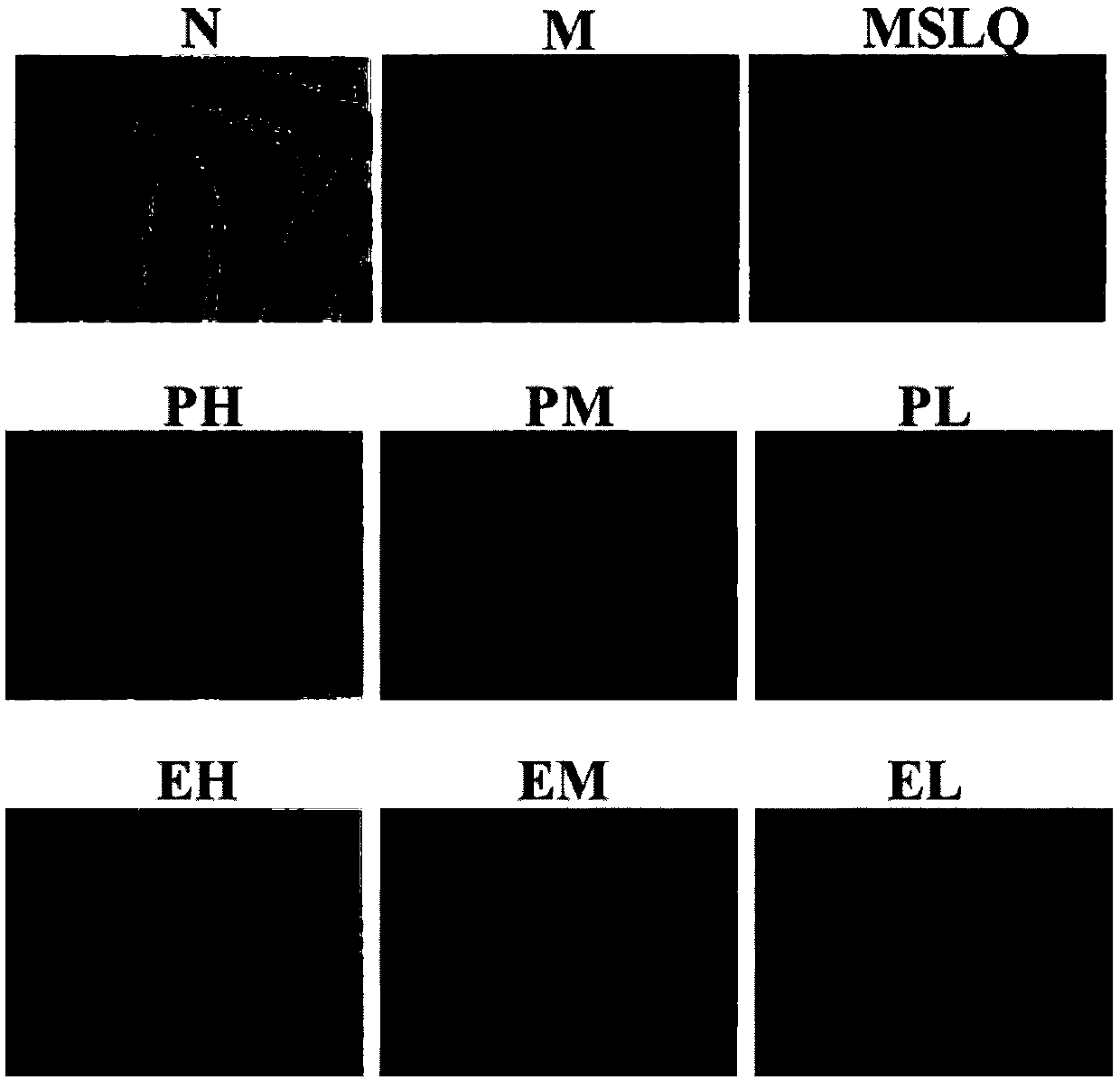 Pycnoporus sanguineus extract and extracting method and application thereof