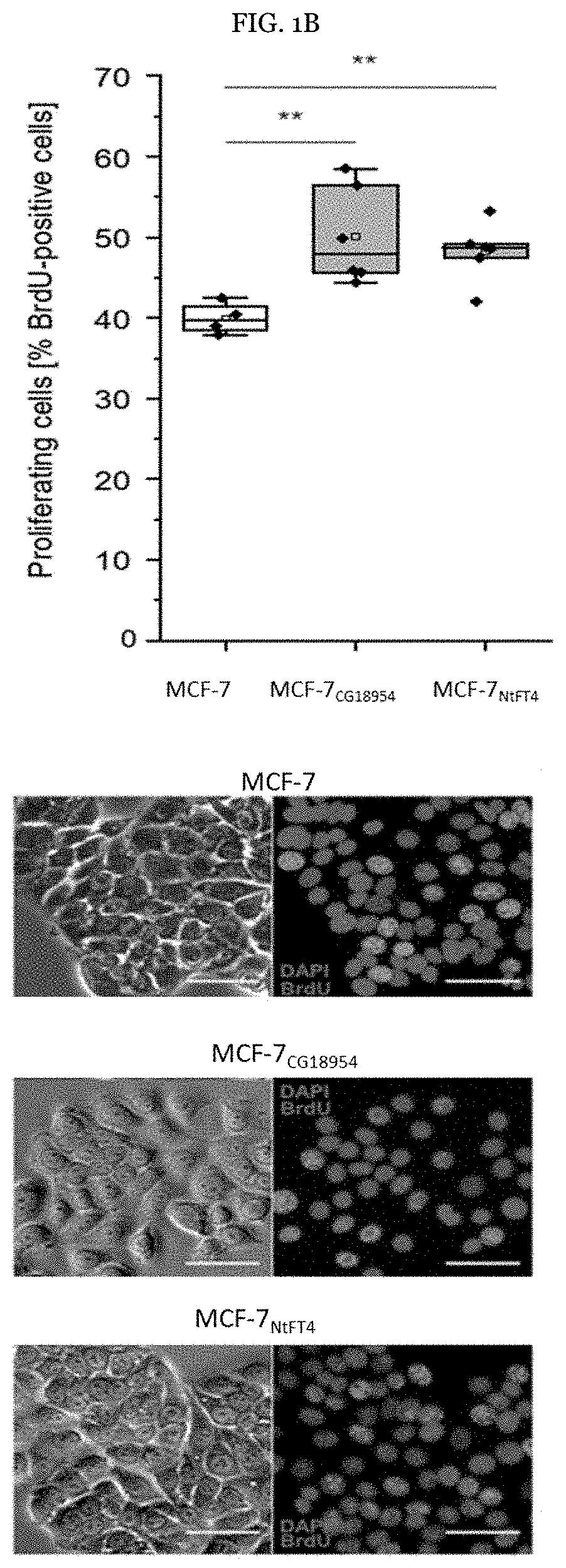 Genetically modified recombinant cell lines