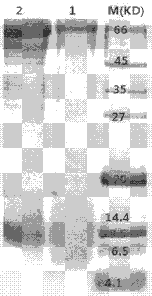 Bone marrow protein and polypeptide ultrafiltration membrane preparation method and application thereof