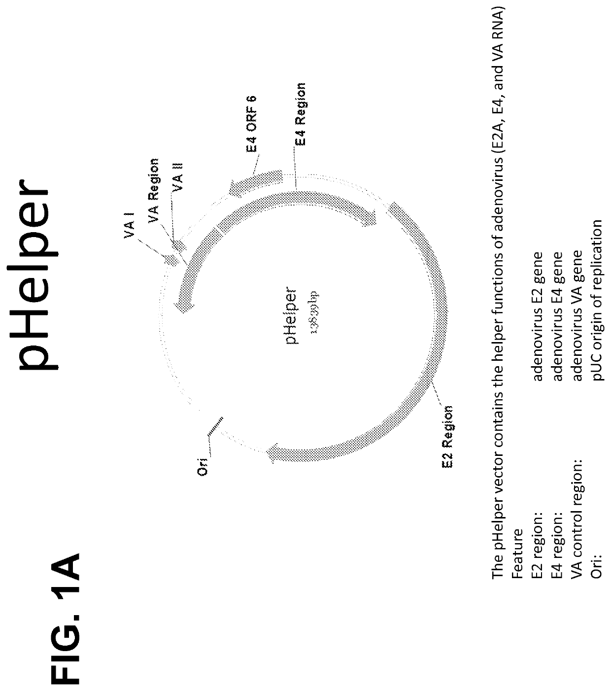 High titer recombinant AAV vector production in adherent and suspension cells