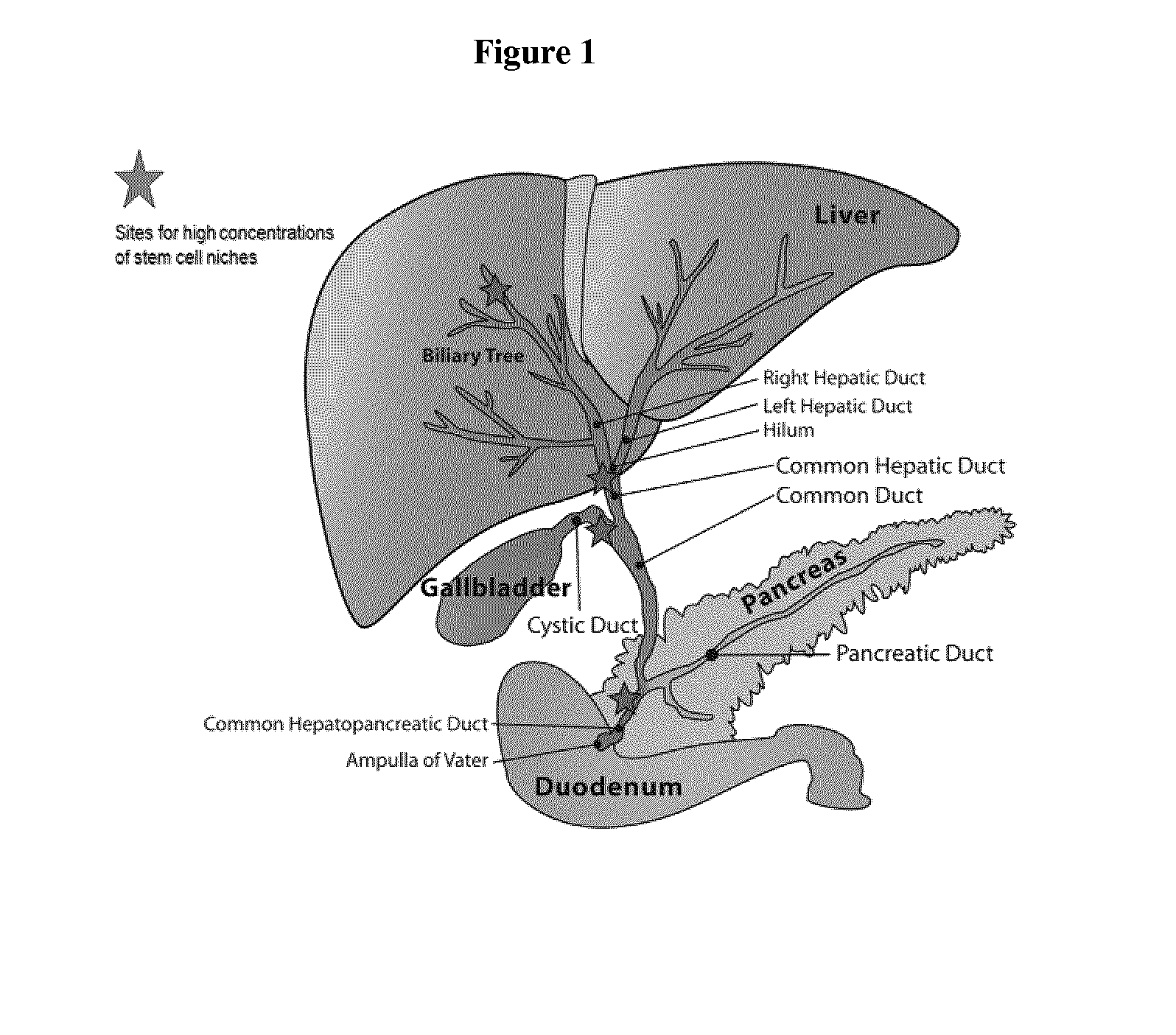 Method of treating pancreatic and liver conditions by endoscopic-mediated (or laparoscopic-mediated) transplantation of stem cells into/onto bile duct walls of particular regions of the biliary tree