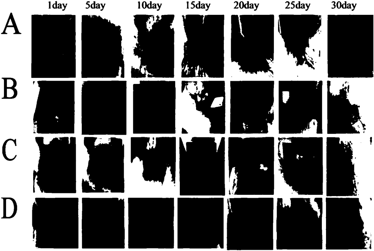 Preparation method and application of capsaicin cubic liquid crystal nano-particles for promoting skin trauma healing