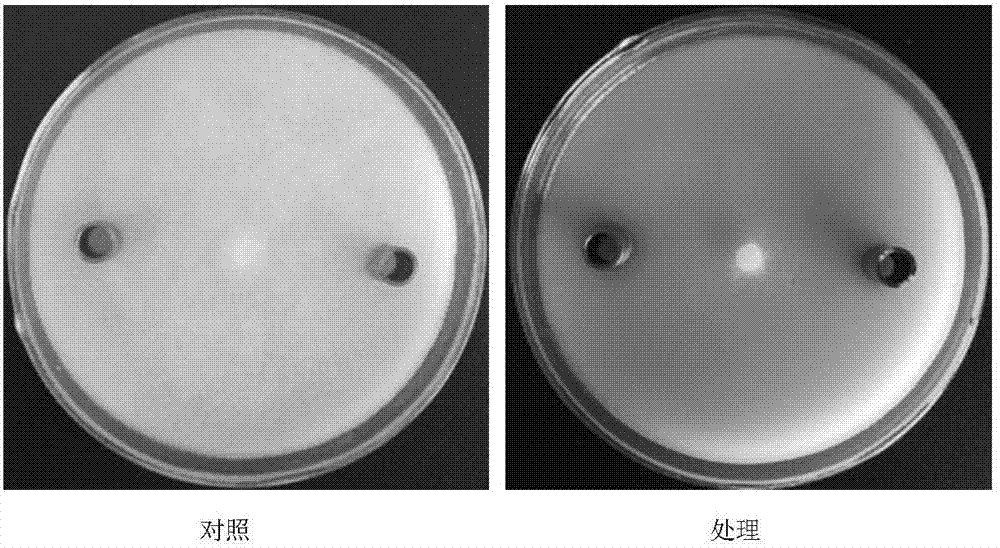 Pseudomonas aeruginosa XCS007 and application thereof to prevention and control of tobacco black shank
