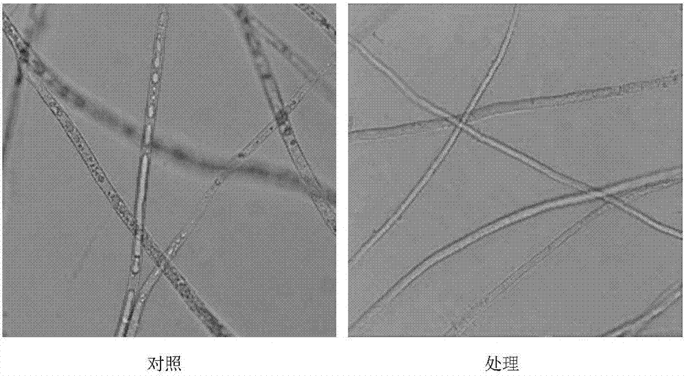 Pseudomonas aeruginosa XCS007 and application thereof to prevention and control of tobacco black shank