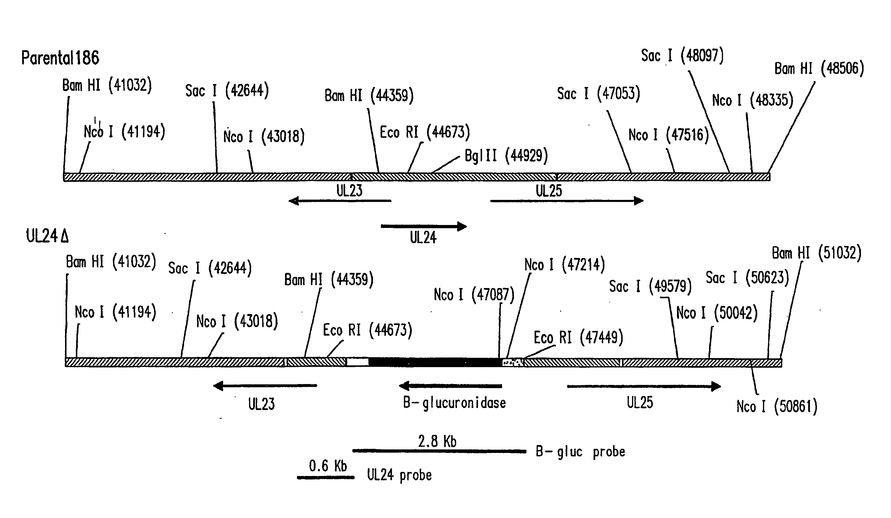 Attenuated Herpes Simplex Virus Type-2, Vectors Thereof and Immunogenic Compositions Thereof