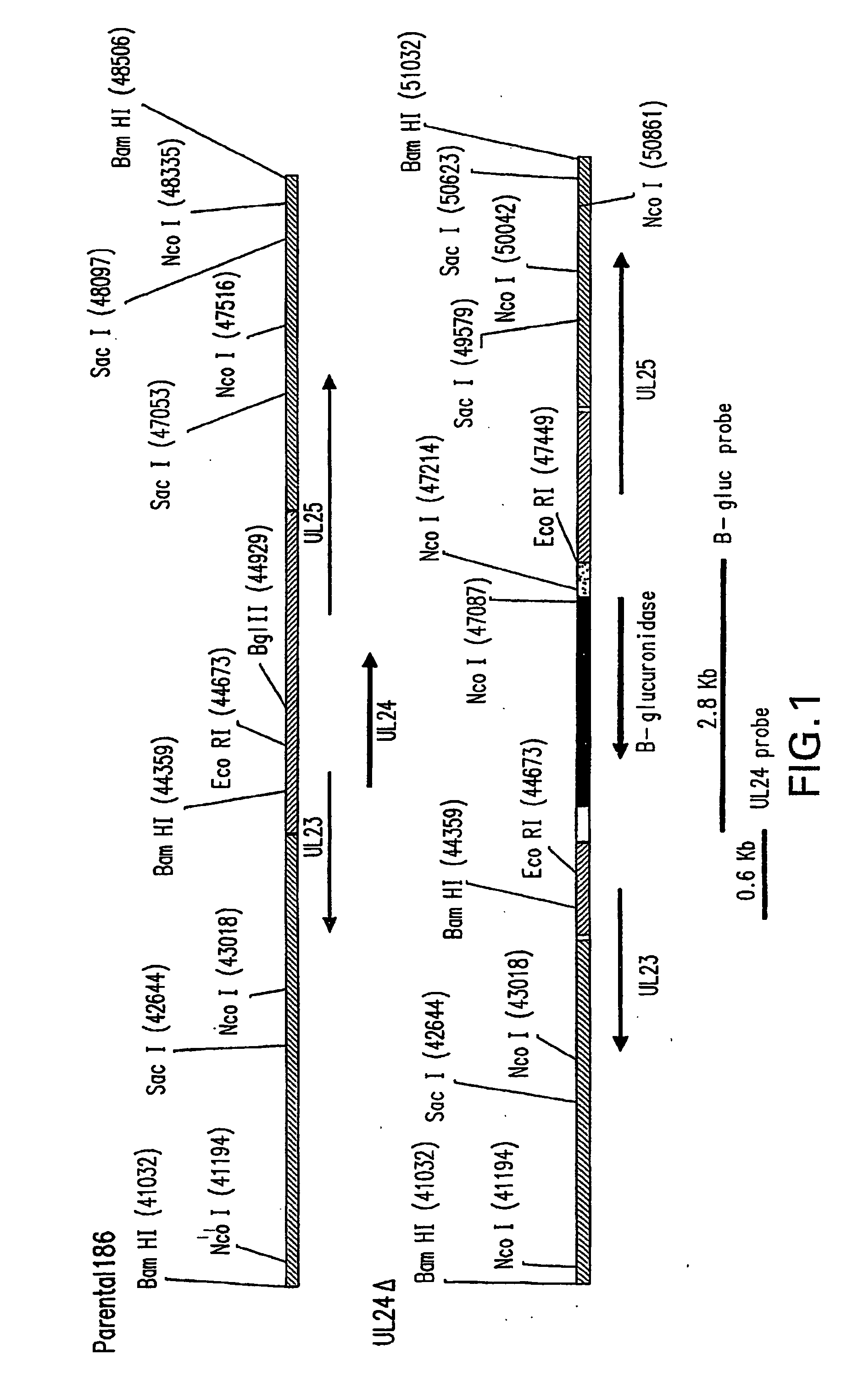 Attenuated Herpes Simplex Virus Type-2, Vectors Thereof and Immunogenic Compositions Thereof