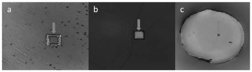 An all-in-one sorting device for single-cell Raman measurement and laser microdissection