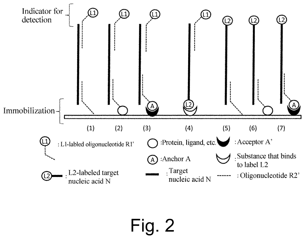 Nucleic acid detection or quantification method using mask oligonucleotide, and device for same