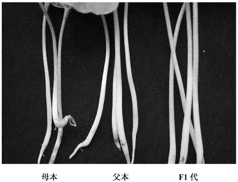 Seedling identification method of purity of palmatum leaf pigment gland double labeled hybrid cotton seeds
