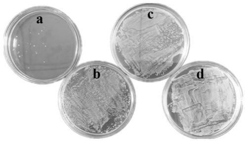 Hydrogen peroxide rapid detection method of platinum monatomic nano-enzyme and sterilization application