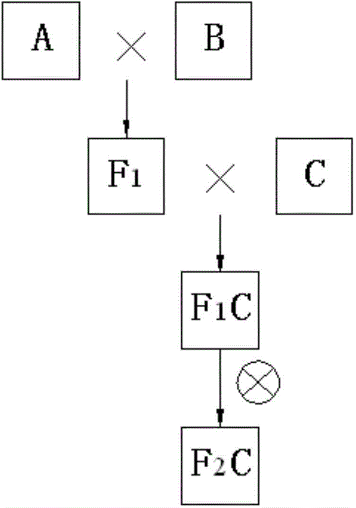 Composite hybridization and cultivation method of rose variety