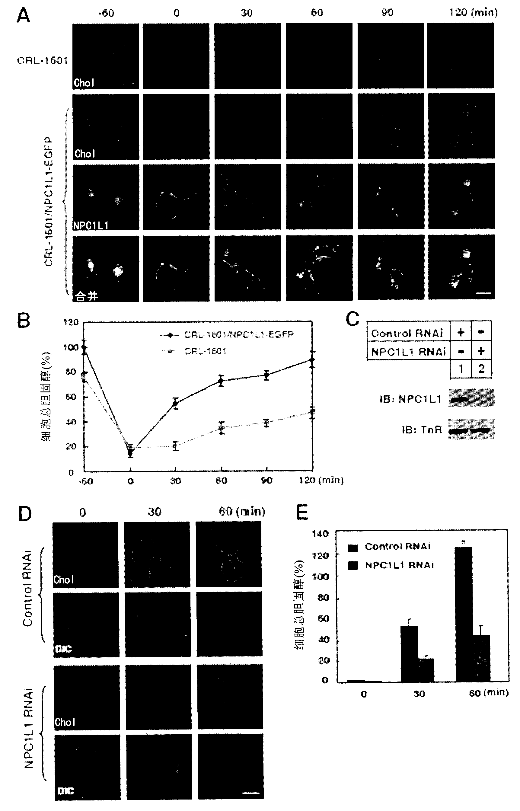 Method for screening new drug for lowering cholesterol based on analysis of change of NPC1L1 protein subcellular localization