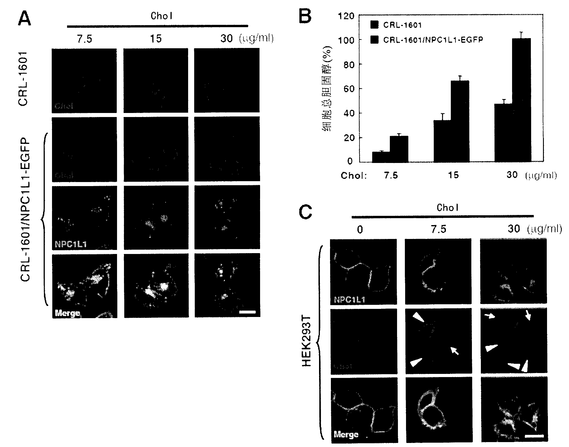 Method for screening new drug for lowering cholesterol based on analysis of change of NPC1L1 protein subcellular localization