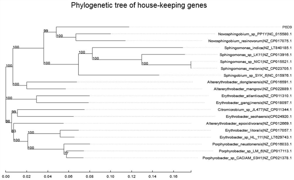 Neosphingosine arerophile, thallus preparation, intracellular enzyme preparation and application of neosphingosine arerophile in degradation of microcystic toxins