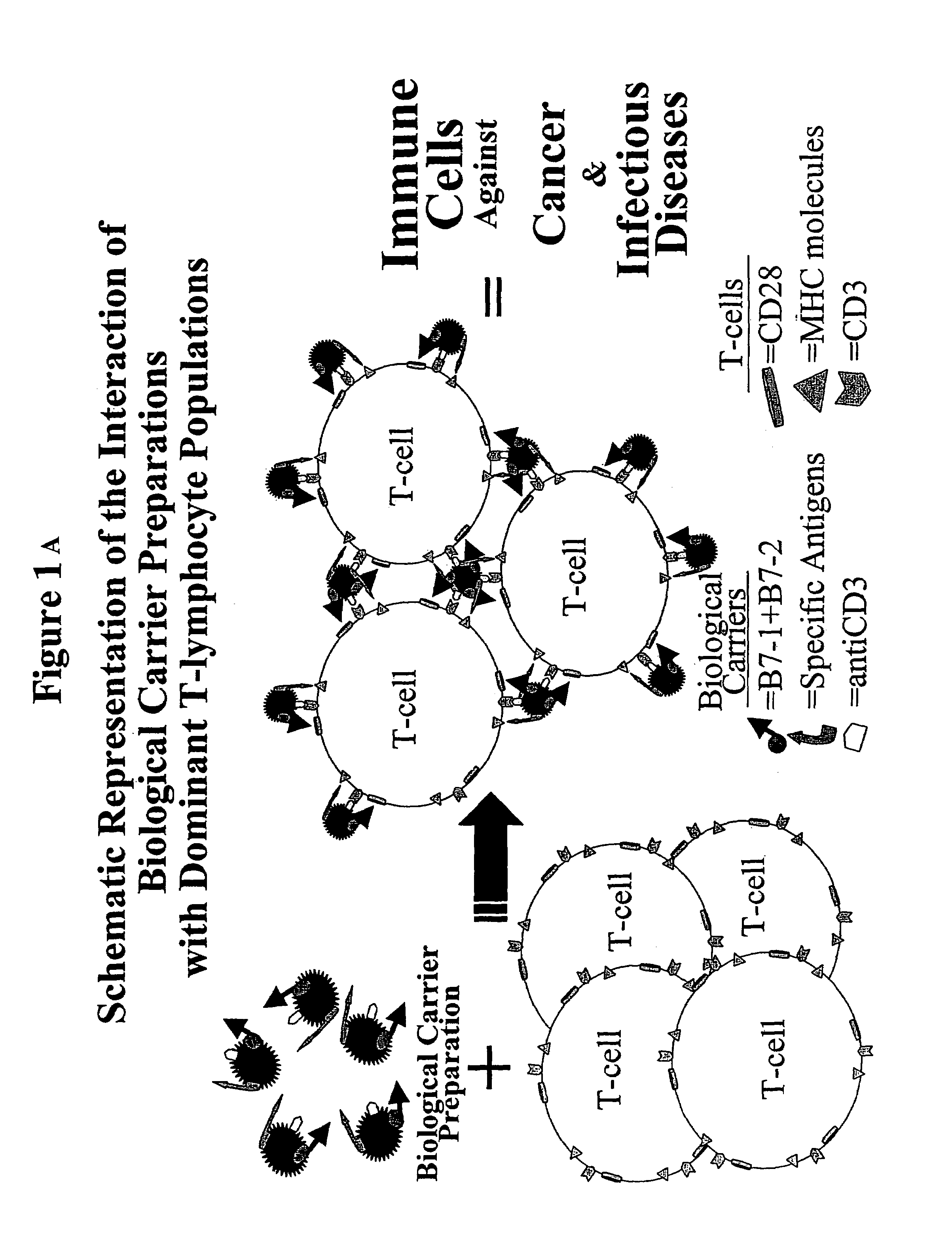 Production of "biological carriers" for induction of immune responses and inhibition of viral replication