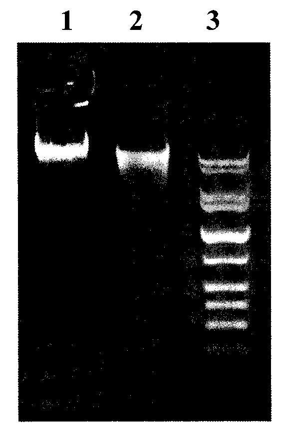 DNA (Deoxyribonucleic Acid) low-temperature storage solvent and storage method thereof